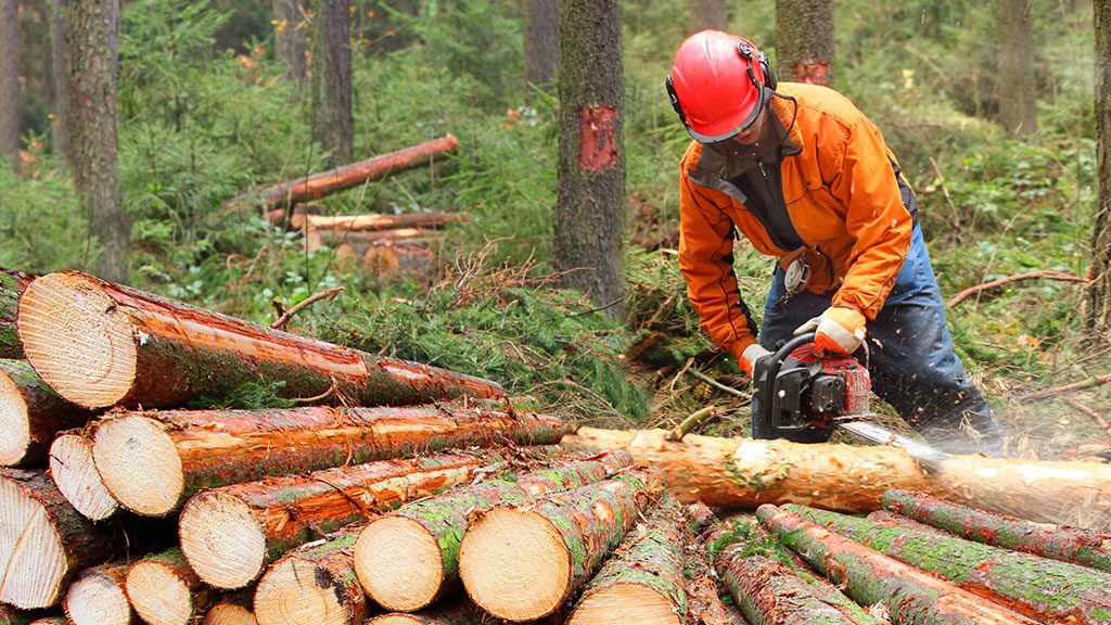 Career opportunities in the forestry industry