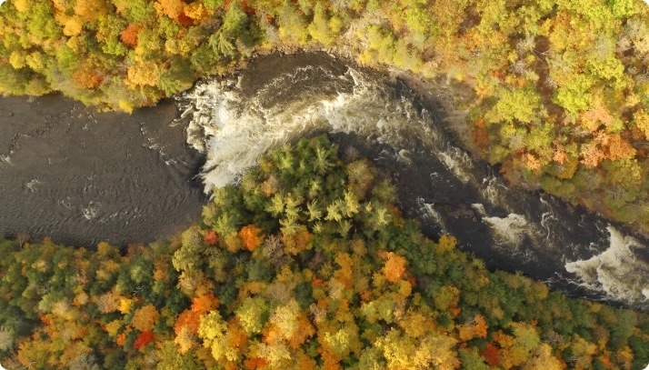 Aerial view of a forest in fall with a curving river flowing through it.